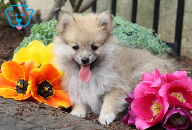 Fluffy tan Pomeranian puppy with tongue out sitting among bright colorful flowers outdoors on a sunny day image