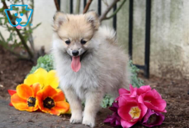 Small fluffy Pomeranian puppy standing with tongue out beside bright orange and pink flowers in a garden setting image