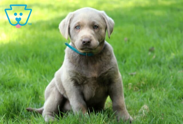 Silver Labrador Retriever puppy sitting on green grass wearing a teal collar, with a smooth short coat and light eyes, photographed outdoors in natural sunlight image
