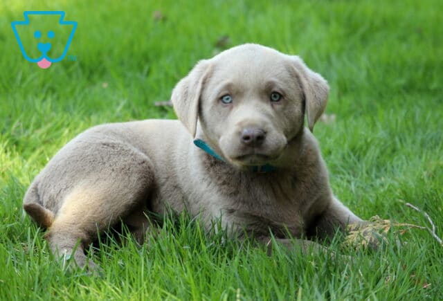 Silver Labrador Retriever puppy lying on green grass wearing a teal collar, with a smooth short coat and light eyes, photographed outdoors in natural sunlight image