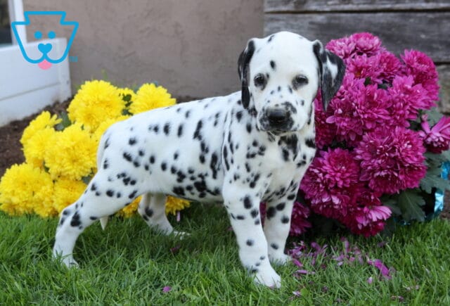 Bon Bon Dalmatian image