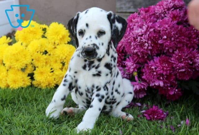 Bon Bon Dalmatian2 image