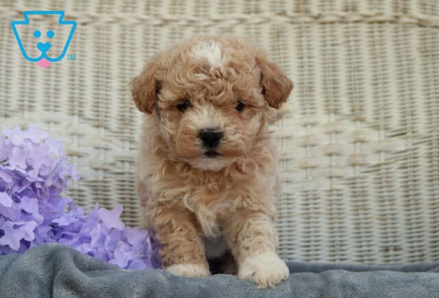 Curly apricot Shihpoo puppy with a soft fluffy coat walking forward on a gray blanket with a wicker backdrop and purple flowers, looking sweet and playful image