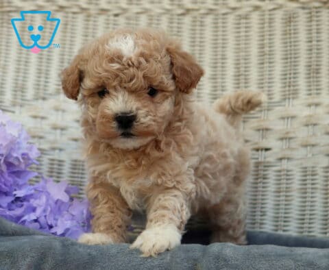 Adorable apricot Shihpoo puppy with tight curls stepping forward on a soft gray blanket with a wicker backdrop and lavender flowers, tail raised and looking curious