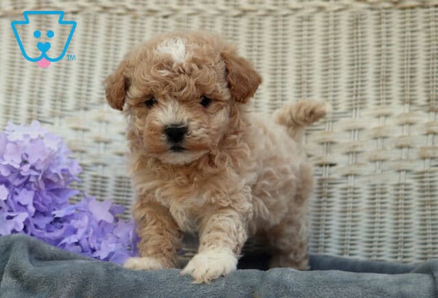 Adorable apricot Shihpoo puppy with tight curls stepping forward on a soft gray blanket with a wicker backdrop and lavender flowers, tail raised and looking curious image