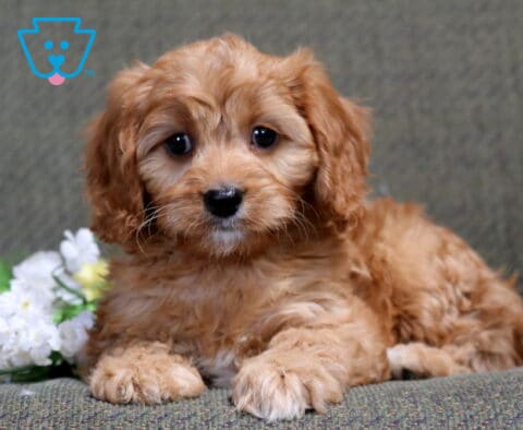 Brayden Cavapoo