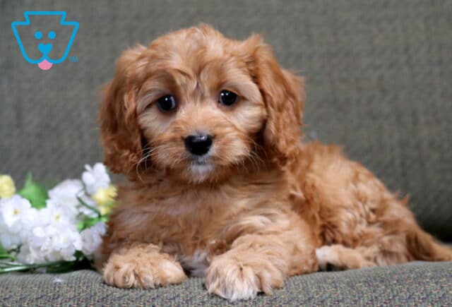 Sweet apricot Cavapoo puppy lying on a textured couch beside soft pastel flowers, fluffy coat and gentle, curious expression image