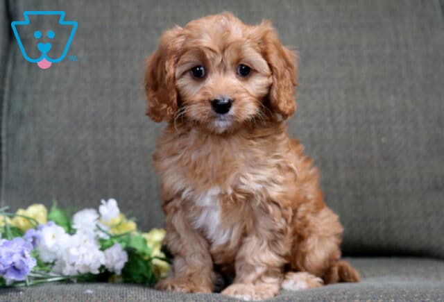 Precious apricot Cavapoo puppy sitting on a cozy couch with pastel floral accents, soft wavy fur and bright, attentive eyes image