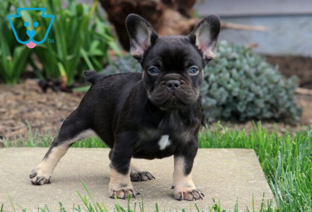 Black and tan French Bulldog puppy standing with a wide, balanced stance on a stone surface, ears perked and gaze forward, showing a confident, alert expression with greenery in the background image