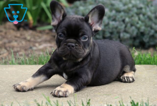 Black and tan French Bulldog puppy lying relaxed on a stone surface with front paws stretched forward, ears upright and eyes softly focused, with a blurred garden background image