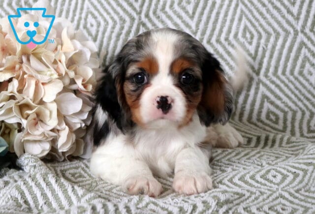 Brook Cavalier image