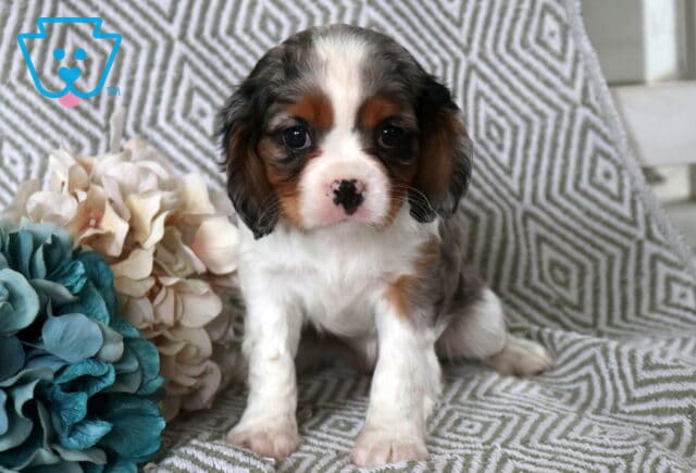 Brook Cavalier2 image