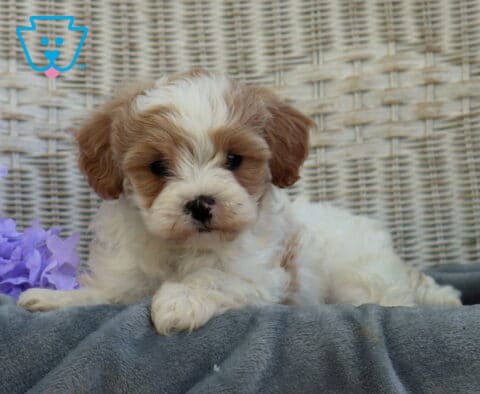 Sweet Shihpoo puppy with soft white and tan fur lying on a gray blanket, resting its paws forward beside purple flowers against a woven wicker background