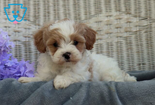 Sweet Shihpoo puppy with soft white and tan fur lying on a gray blanket, resting its paws forward beside purple flowers against a woven wicker background image