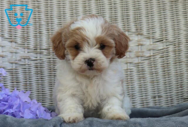 Fluffy Shihpoo puppy with white and light brown markings sitting upright on a gray blanket, framed by soft purple flowers with a wicker backdrop behind it image