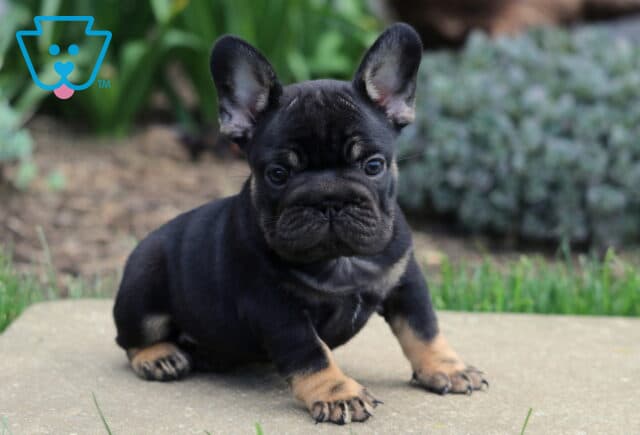 Black and tan French Bulldog puppy sitting on a stone surface with a compact build, perked ears, and a curious expression, framed by soft greenery in the background image