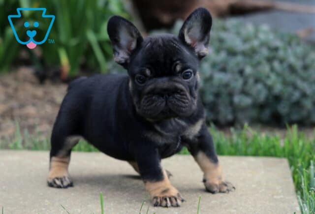 Black and tan French Bulldog puppy standing on a stone surface with a sturdy stance, ears upright and eyes forward, showing a confident, alert expression against a soft garden backdrop image