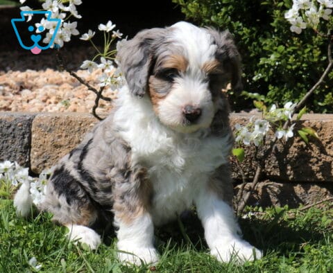 Buck Mini Bernedoodle