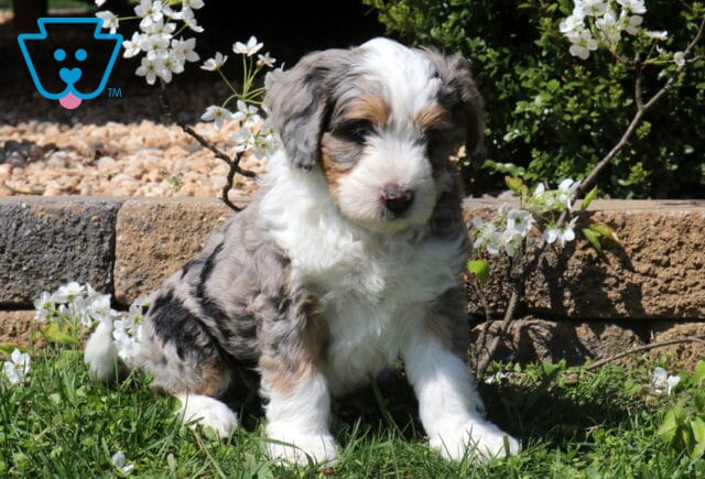 Buck Mini Bernedoodle image