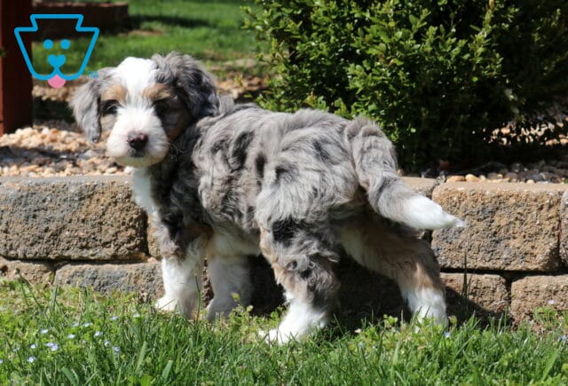 Buck Mini Bernedoodle2 image