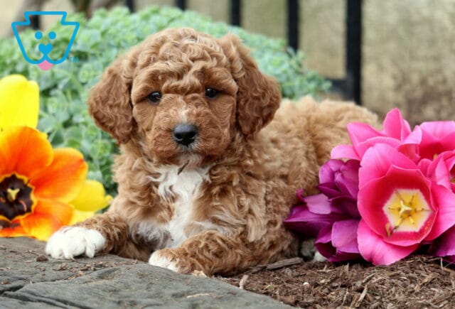 Apricot Mini Goldendoodle puppy standing alert in a landscaped flower bed image