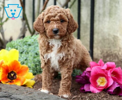 Bud Mini Goldendoodle2