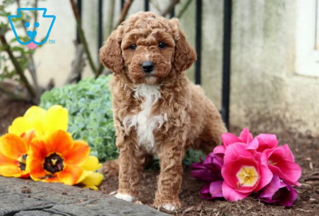 Sweet curly doodle puppy with soft apricot coat sitting near bright garden flowers image