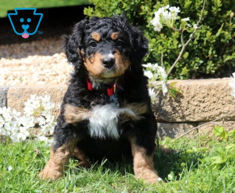 Buddy Mini Bernedoodle