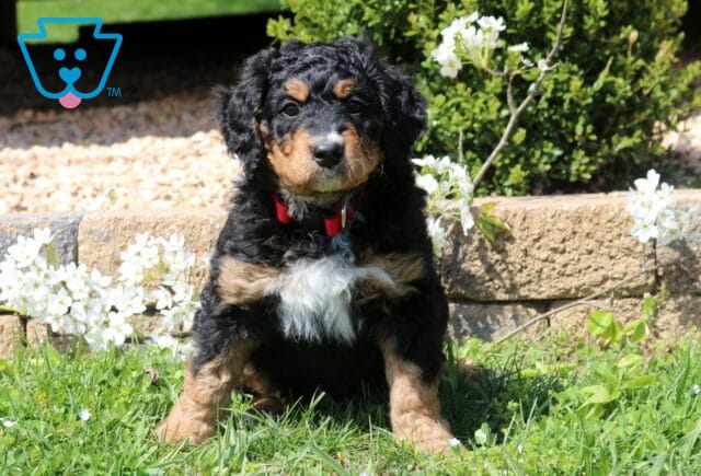 Buddy Mini Bernedoodle image