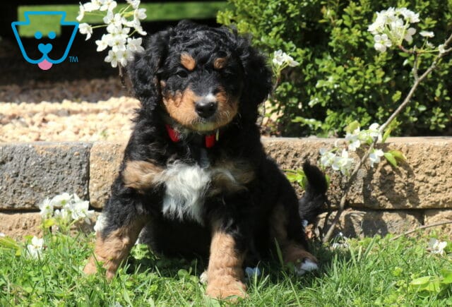 Buddy Mini Bernedoodle2 image