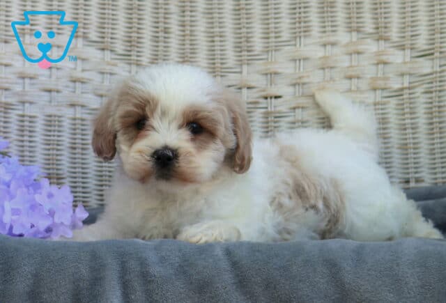 Fluffy Shihpoo puppy with white and tan coat lying on a soft gray blanket in front of a wicker backdrop with purple flowers, looking calm and cuddly image