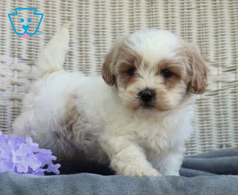 Adorable Shihpoo puppy with fluffy white and light tan fur stepping forward on a gray blanket with a wicker background and soft purple flowers, looking sweet and curious