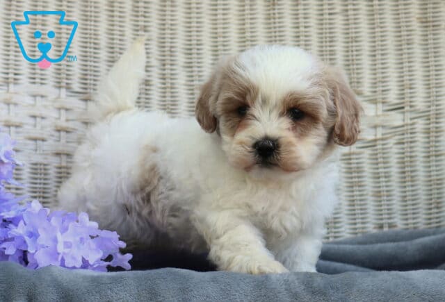Adorable Shihpoo puppy with fluffy white and light tan fur stepping forward on a gray blanket with a wicker background and soft purple flowers, looking sweet and curious image