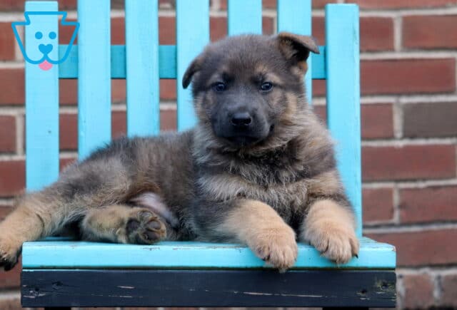 Buster German2 image