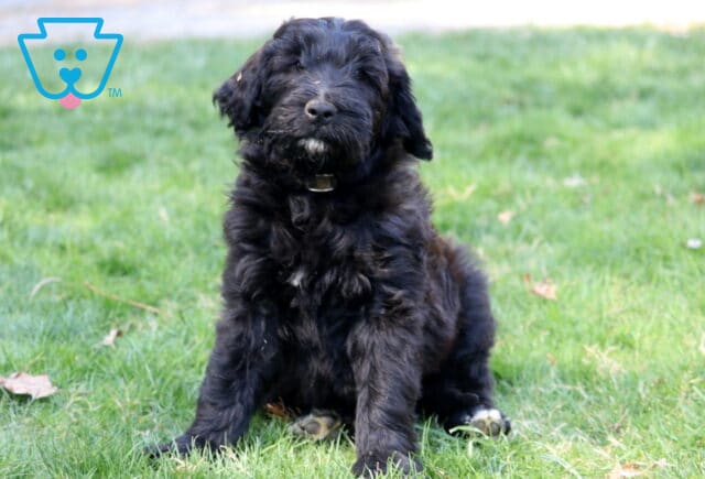 Buster Poodle Mix image