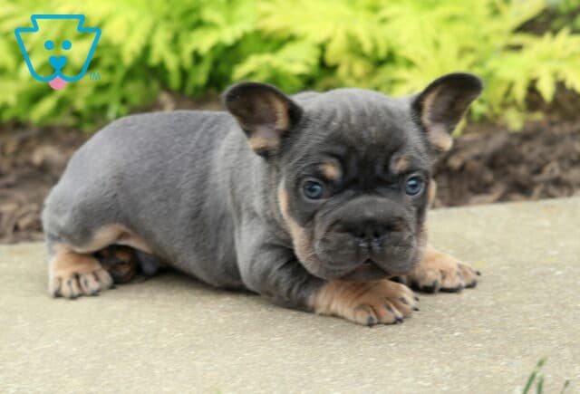 Caeser Frenchei image