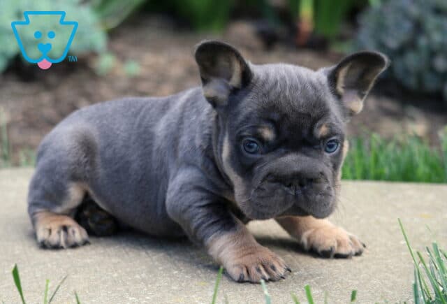 Caeser Frenchei2 image