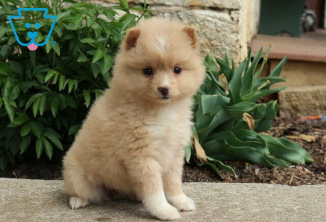 Cream-colored Pomsky puppy sitting on a stone surface, with a fluffy coat and garden greenery in the background image