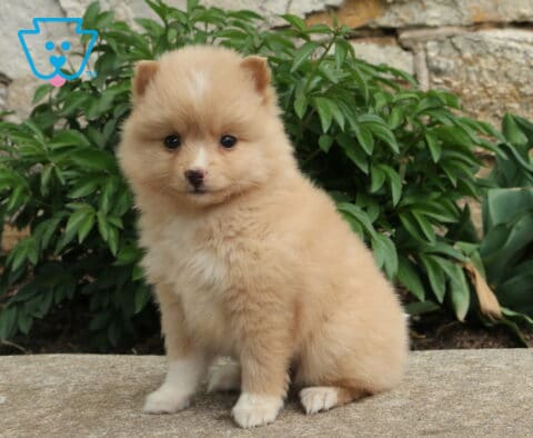 Fluffy cream Pomsky puppy sitting on a stone ledge, with soft fur and garden plants against a rustic stone wall backdrop