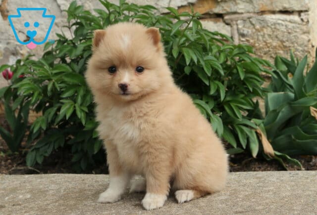 Fluffy cream Pomsky puppy sitting on a stone ledge, with soft fur and garden plants against a rustic stone wall backdrop image