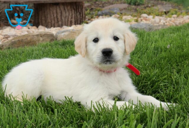 Camper Golden2 image