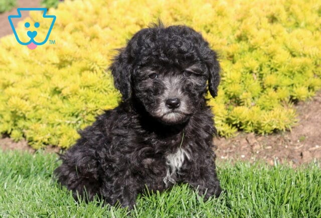 Candy Poodle Mix image