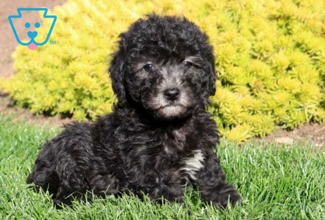 Candy Poodle Mix2 image