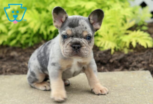 Captain Frenchie image