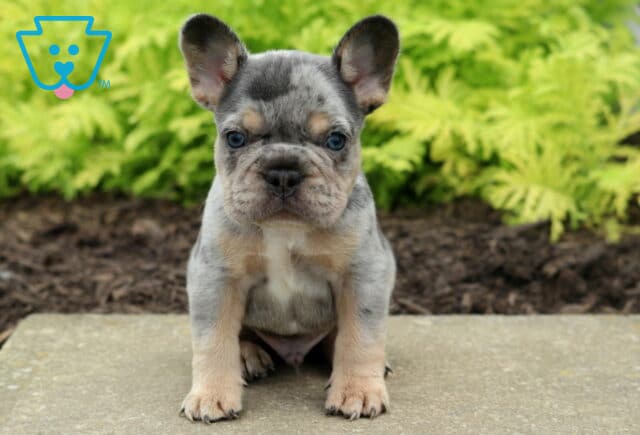 Captain Frenchie2 image