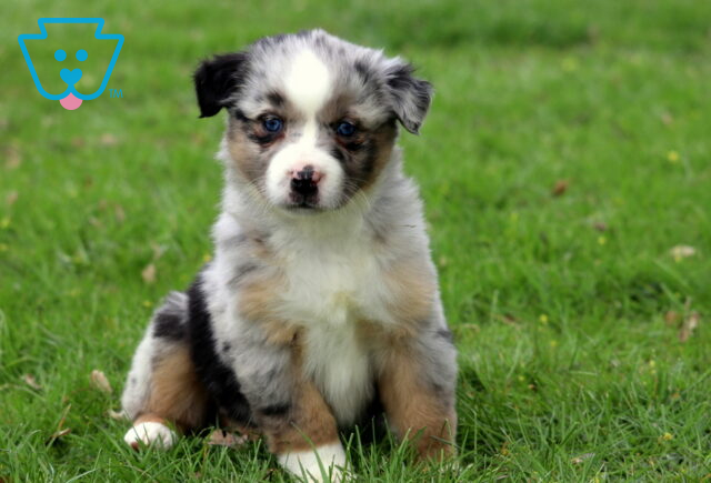 Carey Mini Aussie image