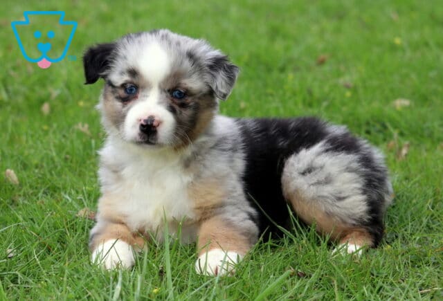 Carey Mini Aussie2 image