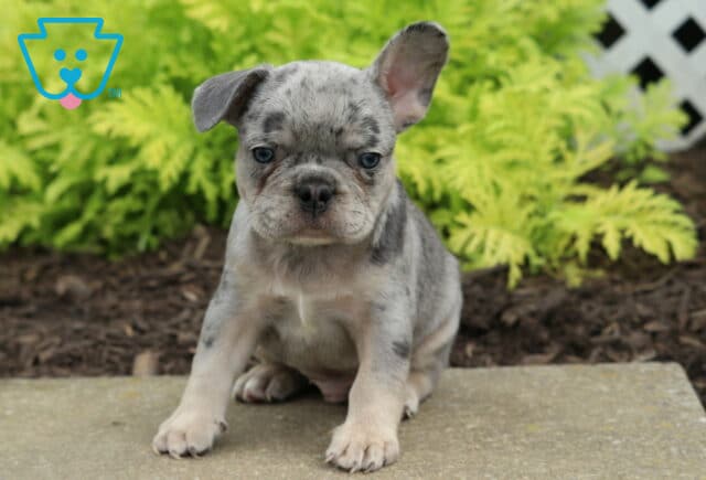 Cash Frenchie2 image