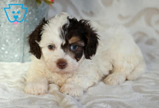 White and chocolate Cavapoo puppy with a curly coat resting on a soft blanket, featuring a unique dark patch over one eye and a gentle, curious expression image