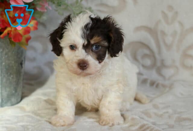 White and chocolate Cavapoo puppy with a soft curly coat sitting on a plush blanket, showing off a distinctive dark eye patch and bright, gentle eyes near a decorative flower arrangement image